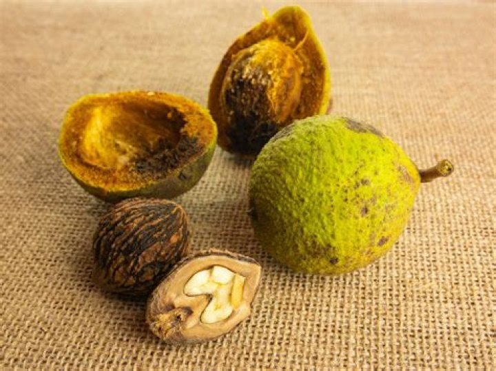 Black Nut