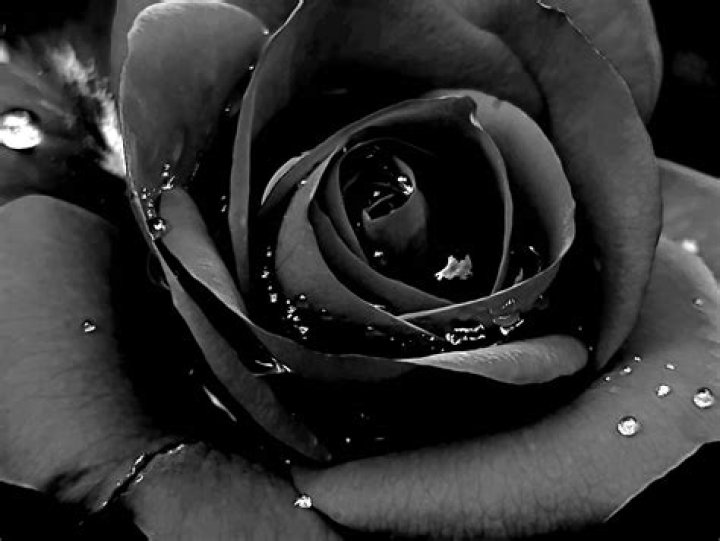 Black Rose