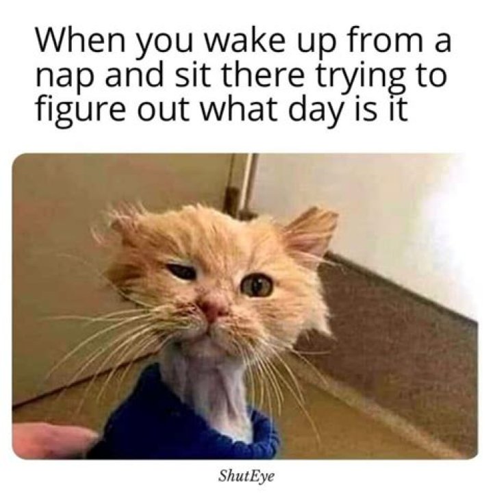 Funny Meme