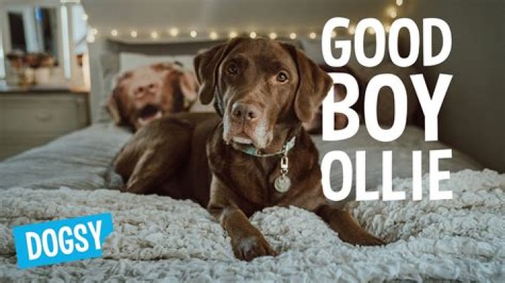 Good Boy Ollie Net Worth