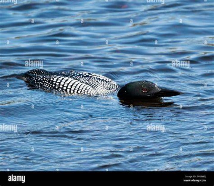 Loon