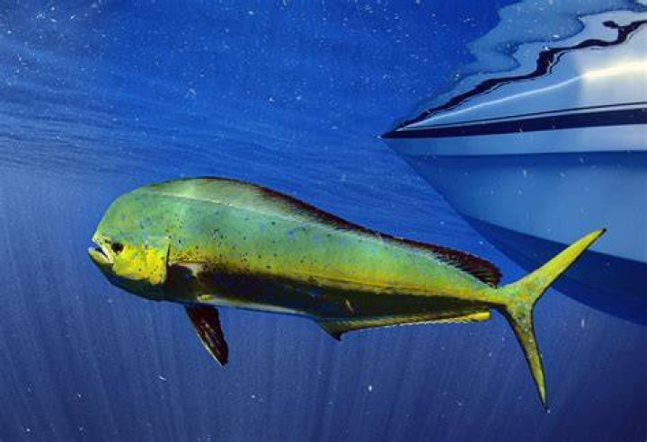 Mahi