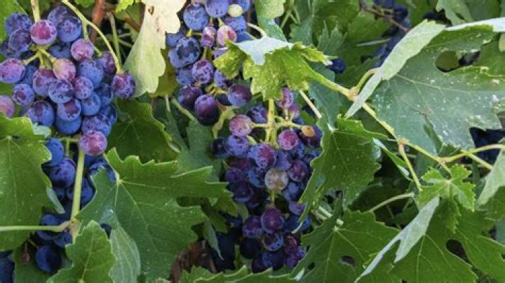 Mark Warner grape farming