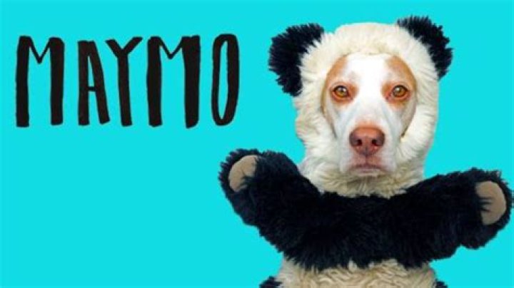 Maymo Net Worth